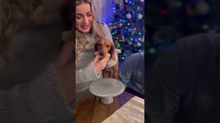 Dachshund Eats Gender Reveal Cupcake  1509807 [upl. by Ytram]