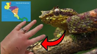 9 Most Terrifying and Deadly Viperidae Pit Vipers In Central America 🐍 [upl. by Qiratla490]