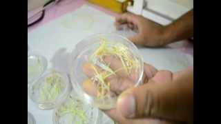 Salinity screening technique in Rice  Petri plate method [upl. by Kinny]