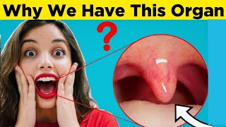 Why Do We Have Uvula whyideas uvula facts education [upl. by Friedberg]