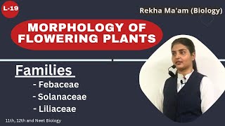 Lec19 Morphology of flowering plant  Fabaceae solanaceae Liliaceae  Neet  11th bio chapter5 [upl. by Nylirac134]