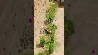 motivation viralvideo homegardendesign nature flowers love voiceover [upl. by Cherlyn]