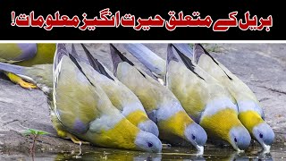 A Important Information About Yellow Footed Green PigeonAirHunter PK [upl. by Anesusa]