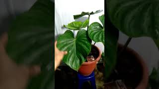 Pesona tanaman hias philodendron plowmanii [upl. by Notgnirra]