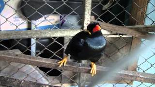 The Amazing Talking Hill Mynah Bird Tong 3 of 5 [upl. by Garry42]