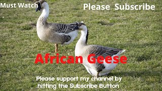 African Goose Calls  African Goose sounds  African Geese  goose sound effect [upl. by Neersin26]