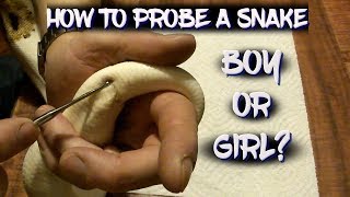 How to Probe a Snake Boy or Girl [upl. by Esiuole869]