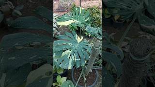 Giant Monstera Thai Constellation aroids houseplants plants Karachi [upl. by Way]