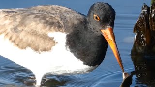 American oystercatcher bird eating oyster running [upl. by Mariken997]