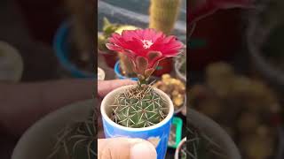 Gymnocalycium Baldianum ❤️ [upl. by Flan]