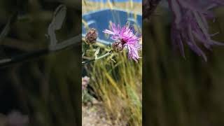 Weed ID WesternMountain aster vs Spotted Knapweed [upl. by Iharas]