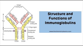 Structure And Functions of Immunoglobulins with MNEUMONIC  Immunoglobulin Ig [upl. by Yornek]