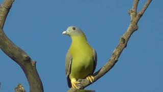 yellowfooted green pigeon and its unique call [upl. by Oric114]