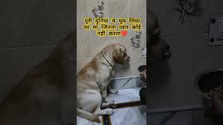 Maddy ❤️ Maa labradorfunnydog labradorretreiver petlover youtubeshorts trendingvideo [upl. by Jepson73]