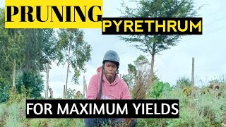 How to prune pyrethrum [upl. by Ark]