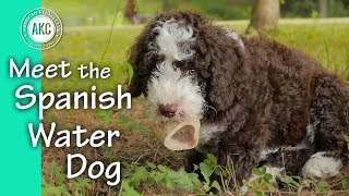 Meet the Spanish Water Dog [upl. by Jahn]