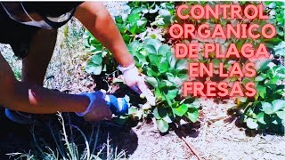 Plaga de tijeretas hormigas y pulgones en cultivo de plantas de fresaEl Micro Rancho [upl. by Eirrotal82]