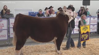 Local youth show livestock at Sandhills Stock Show and Rodeo [upl. by Toby290]