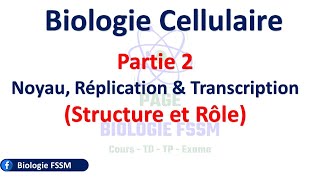 Partie 2 Noyau Réplication amp Transcription [upl. by Dielu732]