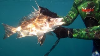 Spearfishing out of Port Nelson NZ [upl. by Anisamoht608]