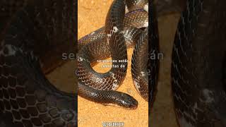 Datos y curiosidades sobre las serpientes Bungarus Kraits [upl. by Neils]