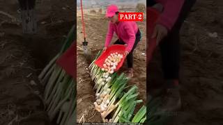 Andon ko boil karke pyaj ke sath dafnaate Hain 🥚🧅 pyajkikheti onion egg agriculture shorts [upl. by Sarad]