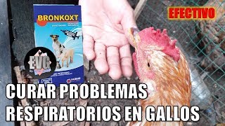 ¿Como CURAR cualquier PROBLEMA RESPIRATORIO en tus GALLOS USA ESTO [upl. by Yerxa]