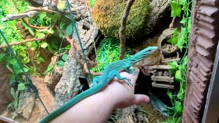 SeriesTraining My tree Monitors Part 6  Behavioral Injections [upl. by Hsaka490]