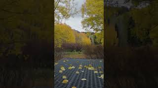 Colorado Fall Colors Countdown 2024 Telluride Area [upl. by Caddric]