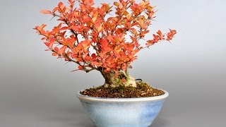 Berberis Bonsai Tree Information [upl. by Rutter]