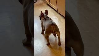 French Bulldog amp Her Adorable Babies shorts dogs puppy cute animals [upl. by Anoblav]