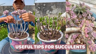 Useful tips for succulents  多肉植物 다육이들  Suculentas [upl. by Menides]