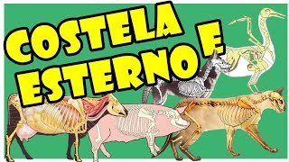 COSTELA E ESTERNO Osteologia Veterinária [upl. by Ymereg]