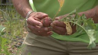 When to Harvest Radishes – This Week in the Garden [upl. by Nerdna]