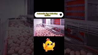 Chicken farm automatic egg collection equipment laying hen system RETECH Farming [upl. by Frere285]