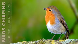 Beautiful Birds Singing in Forest  Relaxing Bird Sounds Instant Relief from Stress and Anxiety [upl. by Maleen523]