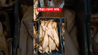 চইক্কা ডেলা মাছ fish fishing viralvideo shorts shortsvideo shortsfeed [upl. by Enisaj]