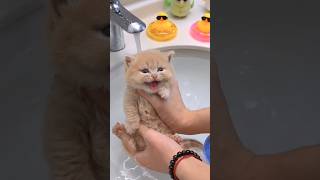 Cute Kitten Bathing 🧼 [upl. by Nahsin67]