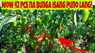 Paano NapapaDami ang Bunga ng Atsal  Bell Pepper [upl. by Gladis514]