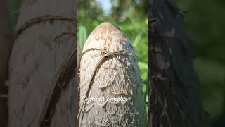 Funny coprinus comatus or nematophagous fungus shorts herbarium mushroom [upl. by Cob]