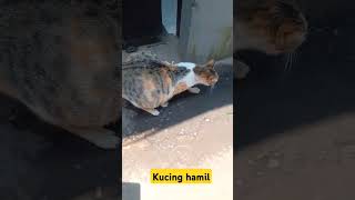 Kucing hamil [upl. by Killian]