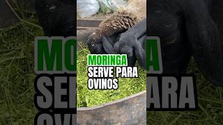 Moringa serve para ovinos moringa agro moringaoleifera silagemdemoringa sementedemoringa [upl. by Letsirk]