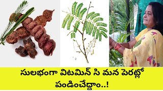 How to grow Shikakai Acacia Concinna soap pod at home చింతచిగురే ఎందుకు శికాయ్ఆకు వుందిగా [upl. by Nitsu]