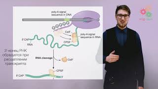 Реализация геномной информации Процессинг и сплайсинг РНК [upl. by Erodasi]