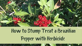 How to Stump Treat a Brazilian Pepper Tree with Herbicide [upl. by Milewski]