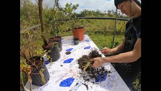 Parrots beak Gmelina pre bonsai cut back and repotting [upl. by Ahsoyek]