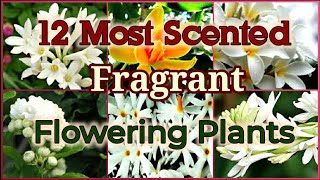 Top 12 Most Scented  Fragrant Flowering plants on Earth [upl. by Wivina]