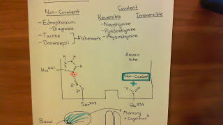 Acetylcholinesterases and Acetylcholinesterase Inhibitors Part 7 [upl. by Nirhtak]