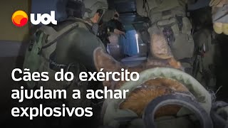 Exército de Israel divulga vídeo de ‘cão soldado’ trabalhando em missões em Gaza [upl. by Stacie]