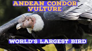 quotWorld’s Largest Bird Andean Condor 10 Incredible Facts about the Majestic Andean Condor Vulturequot [upl. by Allesiram]